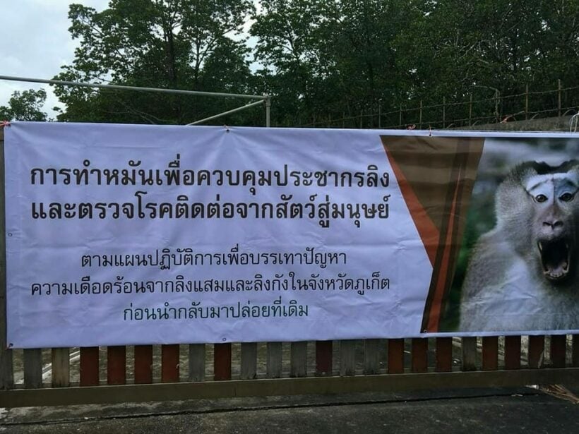 ราบรื่น! จนท.ปล่อยเจ้าจ๋อชุดที่ 2 คืนถิ่น!อีก 41 ตัว หลังทำหมันคุมกำเนิดเสร็จ | News by The Thaiger