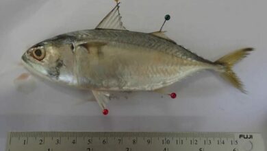 ไมโครพลาสติก