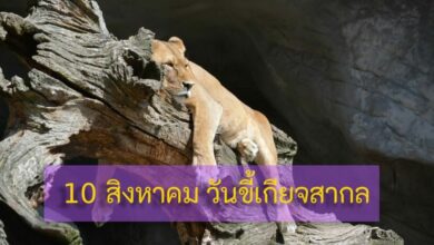 วันขี้เกียจสากล