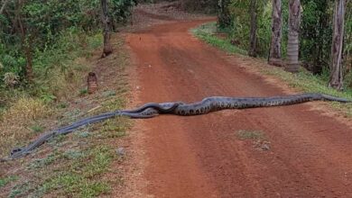 อนาคอนด้ายักษ์