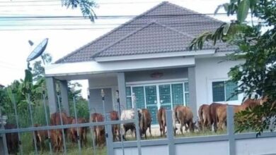 เจอเพื่อนบ้านต้อนวัวเข้าไปกินหญ้า