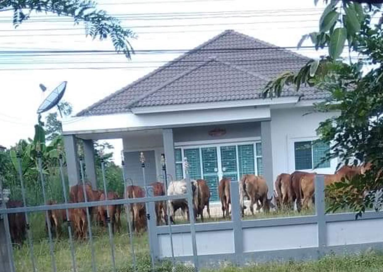 เจอเพื่อนบ้านต้อนวัวเข้าไปกินหญ้า