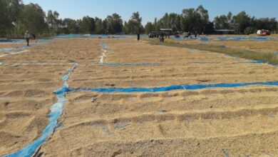 ทบ. ข้าวเปลือก