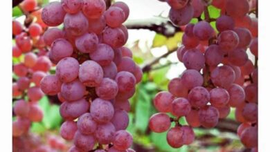 เศรษฐีญี่ปุ่น