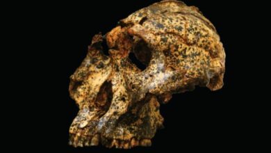 กะโหลก 200 ล้านปี