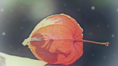 หญิงแท้งลูก