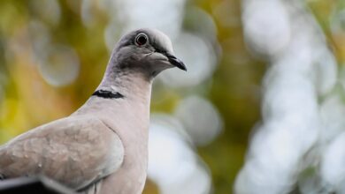 ไข้หวัดนก เกาหลีใต้