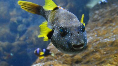 ครีบปลา