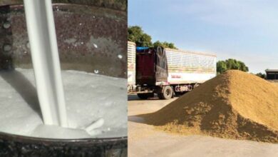 ประกันราคาข้าว ยาง