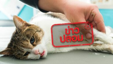 ไข้หัดแมว ข่าวปลอม