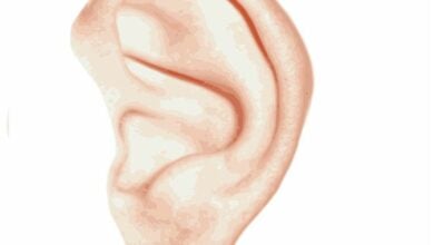 ear