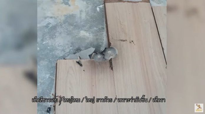 ตีท้ายครัว ซาร่า