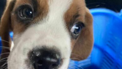 สัตว์เลี้ยง โควิด