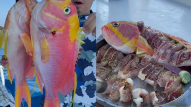 ดีเจภูมิ