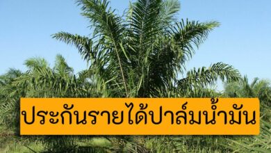 ประกันรายได้ปาล์มน้ำมัน