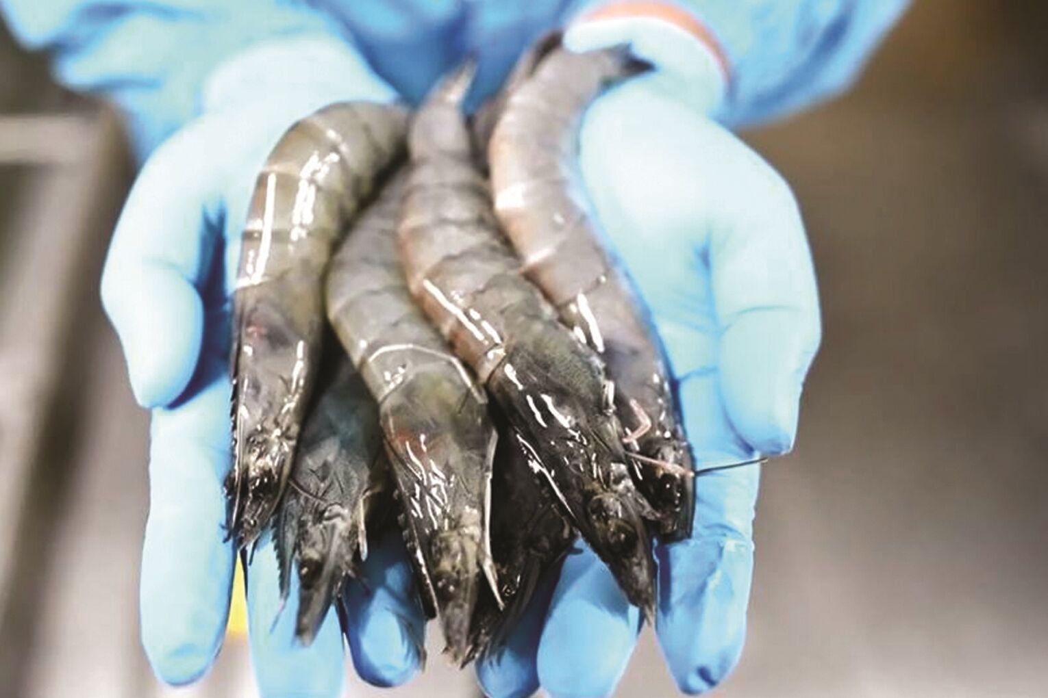 DITP โควิด-19