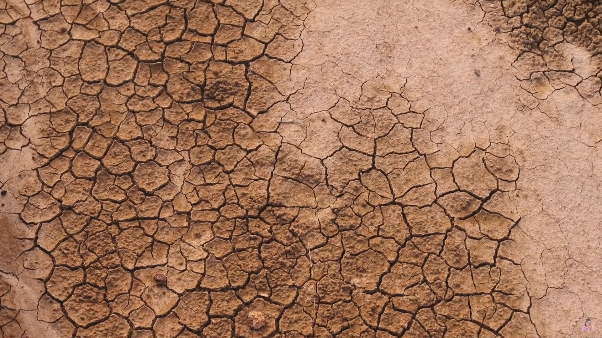 พิมรี่พาย