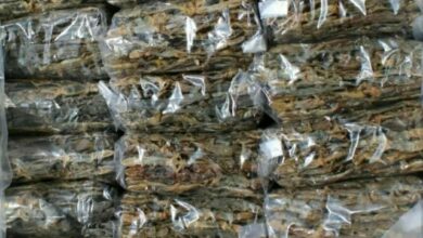 รับซื้อจิ้งจก