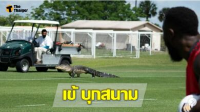 (มีคลิป) นักเตะ โตรอนโต้ เอฟซี โดน จระเข้ บุกถึงสนามซ้อม 