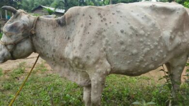 Lumpy Skin Disease