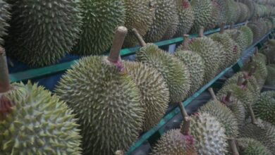 ทุเรียน