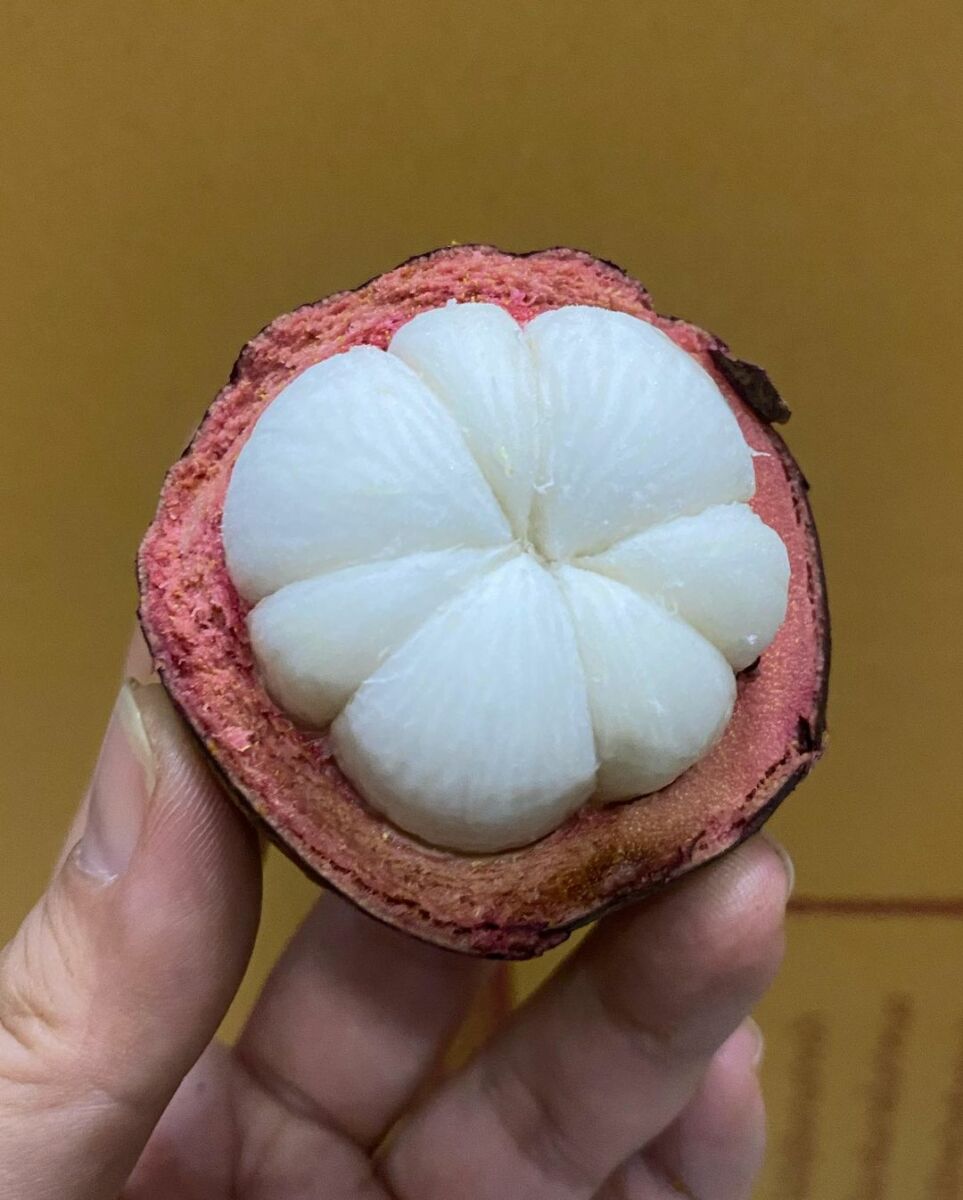 มังคุด แอน