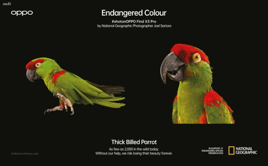 OPPO Endangered Colours