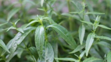 ฟ้าทะลายโจร สรรพคุณ