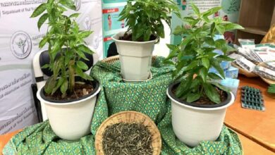 ฟ้าทะลายโจร