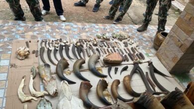 ขบวนการค้าซากสัตว์ป่าออนไลน์