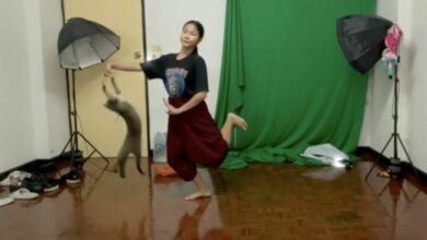 สาวไวรัล แมวป่วน