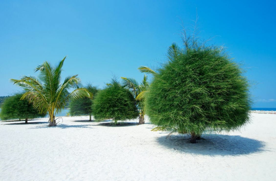 "หาดมาลิบู