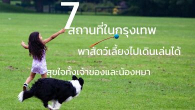 7 สถานที่ในกรุงเทพ พาสัตว์เลี้ยงไปเดินเล่นได้ สุขใจทั้งเจ้าของและน้องหมา