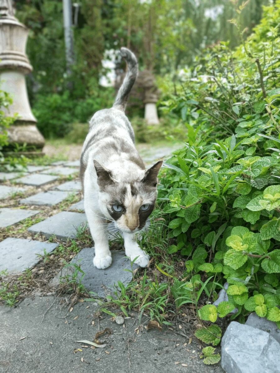 รีวิว หลังใช้งาน Infinix HOT 11S HDR น้อง แมว