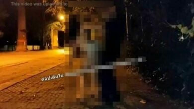 OnlyFans ต้นยางนา