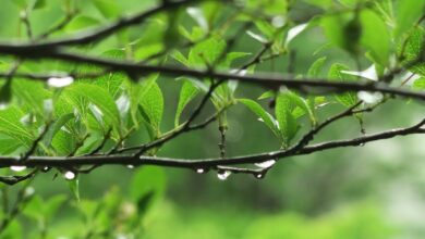 พยากรณ์อากาศ