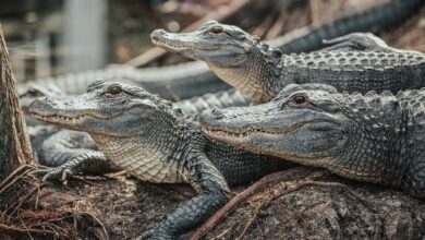 น้ำท่วมบ่อจระเข้