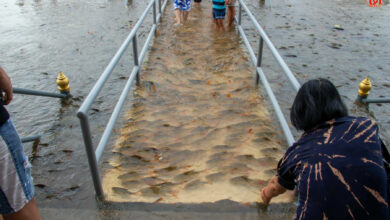 น้ำท่วม วัดพนัญเชิง