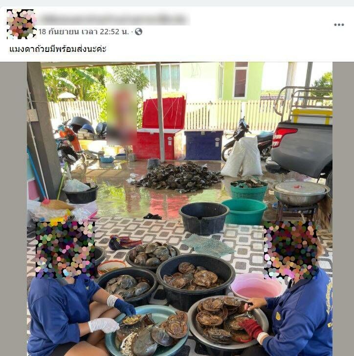 แมงดาถ้วย จำหน่าย