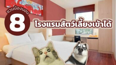 8 ที่พัก สัตว์เลี้ยงเข้าได้