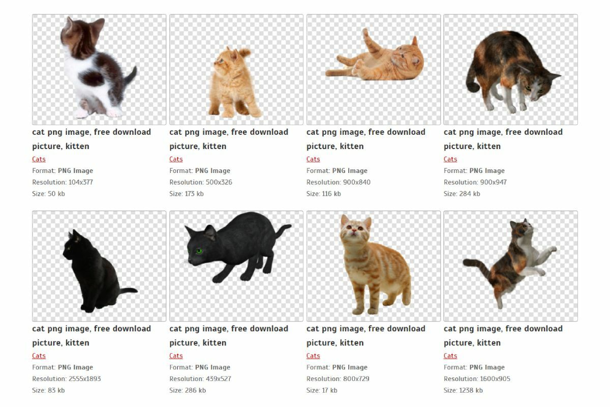 pngimg.com โหลดภาพ PNG แมว