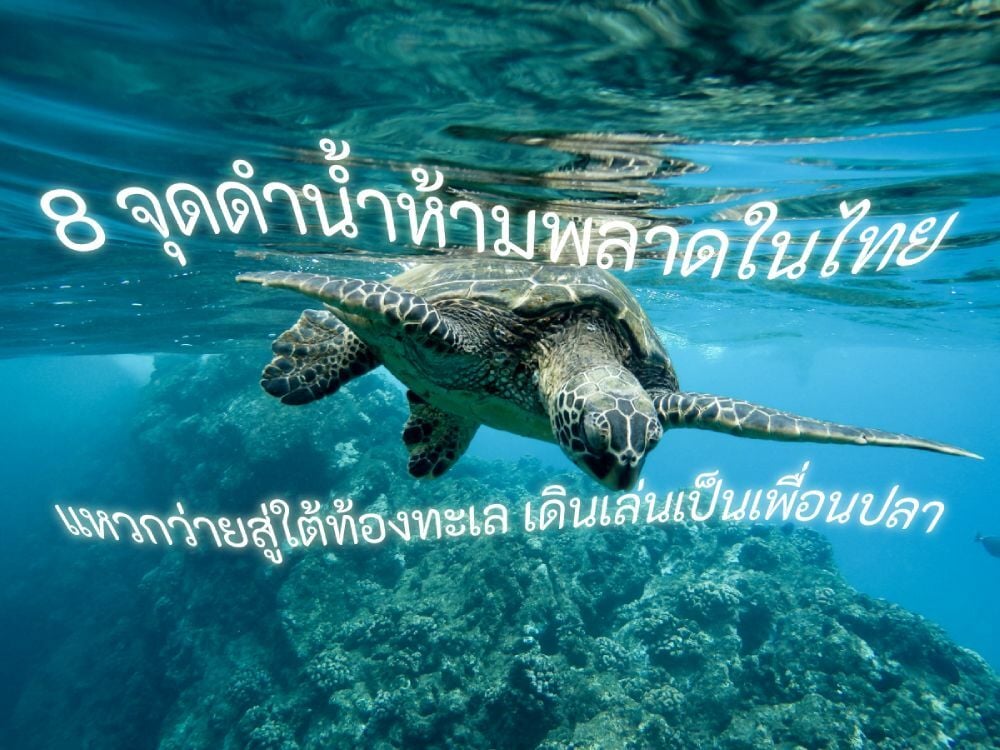 8 จุดดำน้ำห้ามพลาดในไทย แหวกว่ายพบกับความงามใต้ท้องทะเล