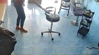 แมวคาบงู