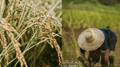 ประกันรายได้ข้าว 64/65