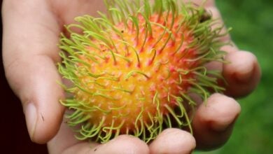 เงาะโรงเรียน