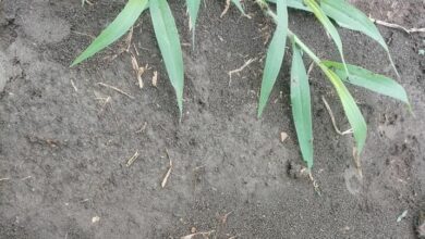 เลขเด็ด ขุยมด