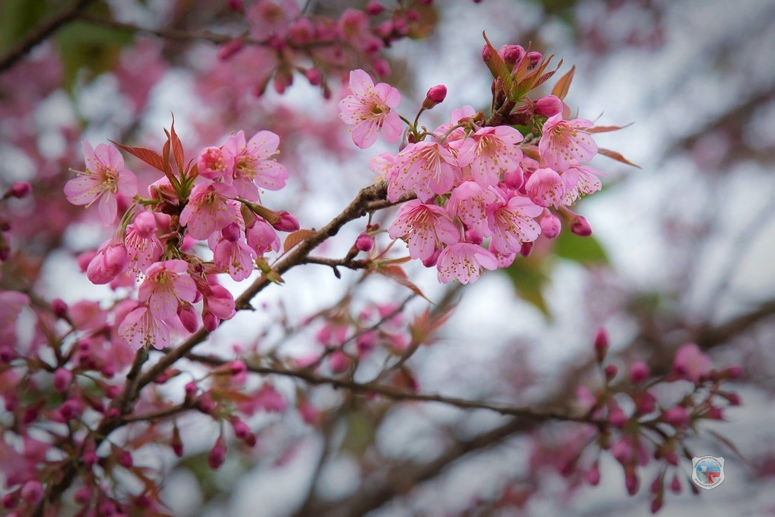 ดอกนางพญาเสือโคร่งบานแล้ว