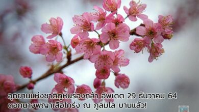 ดอกนางพญาเสือโคร่ง ภูลมโล