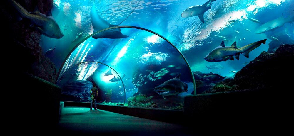 สยามพารากอน SEA LIFE Bangkok Ocean World