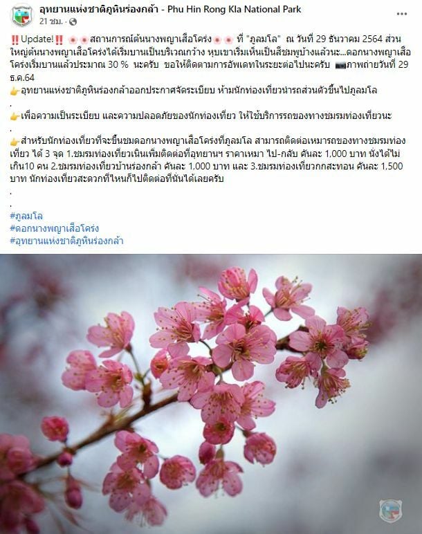 ดอกนางพญาเสือโคร่ง ภูลมโล อัพเดตล่าสุด 29 ธันวา